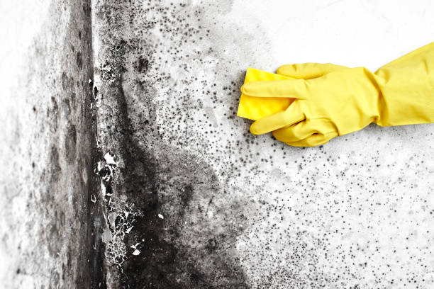 Mold Remediation for Vacation Homes in Lynwood, CA